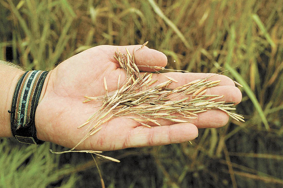 Wild Rice Harvest By Chippewa – Permit Torn To Shreds