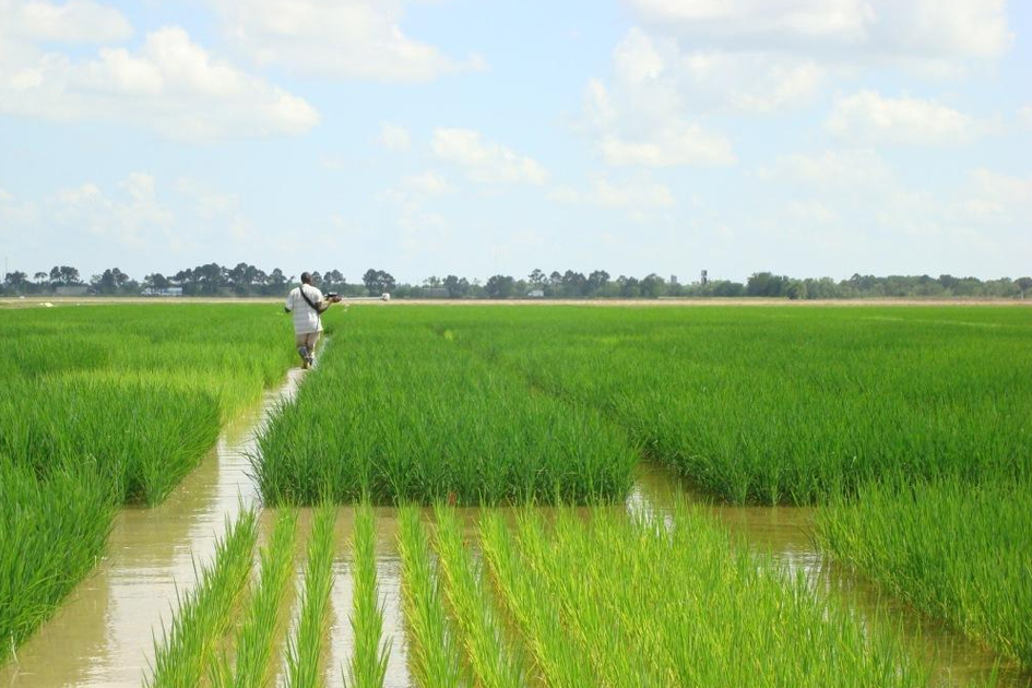 Rice Production