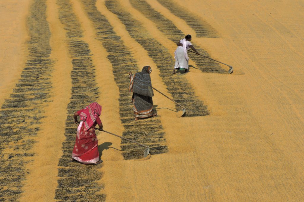 Paddy Drying Process In Rice Mills