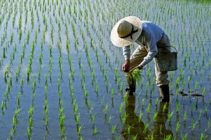 Rice Production