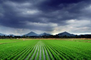 Rice Plantation and its Growth