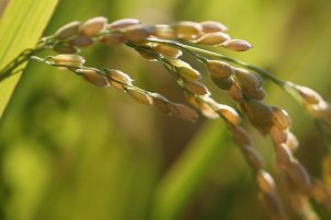 Rice Mill Production