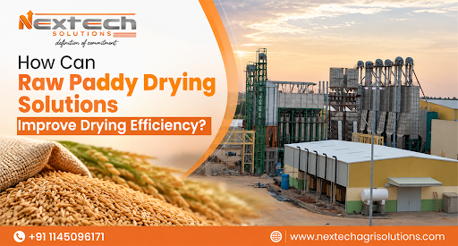 Raw Paddy Drying Solutions for Better Efficiency | Nextech