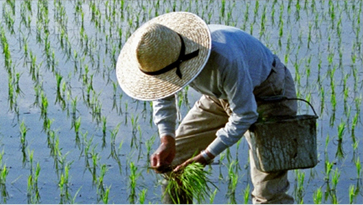 Storage Silo Project Consultant, Basmati Rice Mill Technology, Rice Mill Plant Consultant in Bangladesh, Rice Mill Consultant in South Africa, Basmati Rice Mill Plant Layout, Rice Mill Plant Layout, Rice Mill Design, Rice Mill Plant Consultant in Nigeria